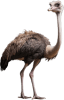 Avestruz