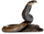 Cobra