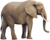 Elefante